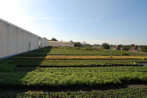 Vaste planten De Swaef