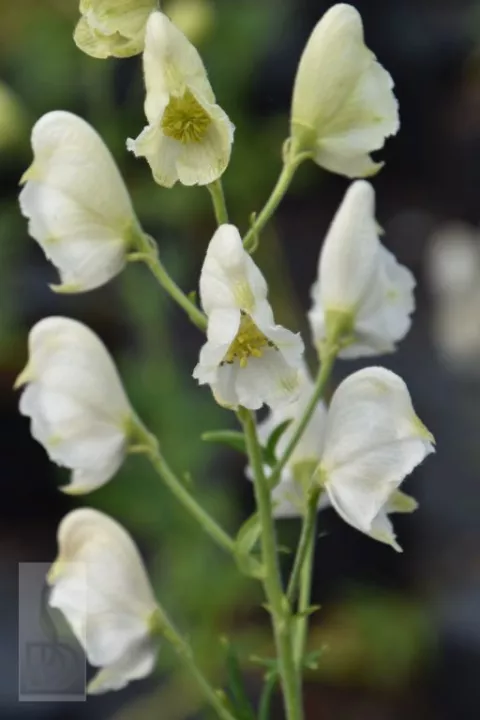 Aconitum nap. 'Album'