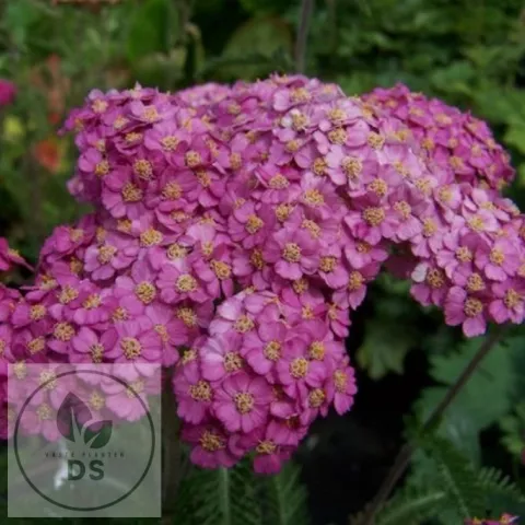 Achillea millefolium 'Apfelblüte'