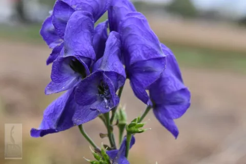 Aconitum carmichaelii 'Arendsii'