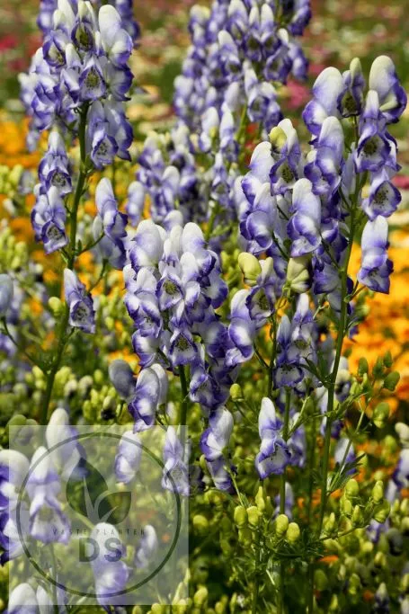 Aconitum camm. 'Bicolor'