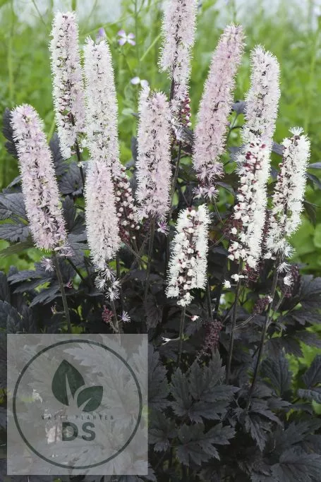 Actaea simplex 'Chocoholic'