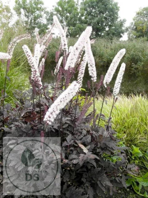 Actaea simplex 'Chocoholic'