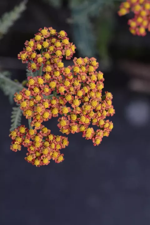 Achillea millefolium 'Feuerland'