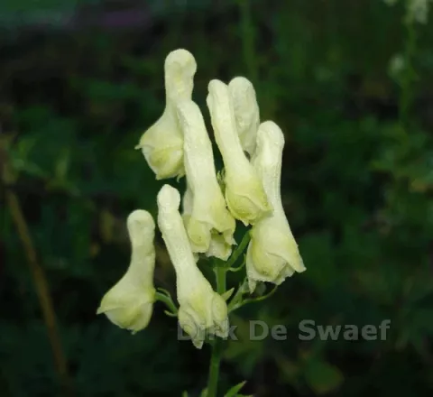 Aconitum lamarckii (pyrenaicum)