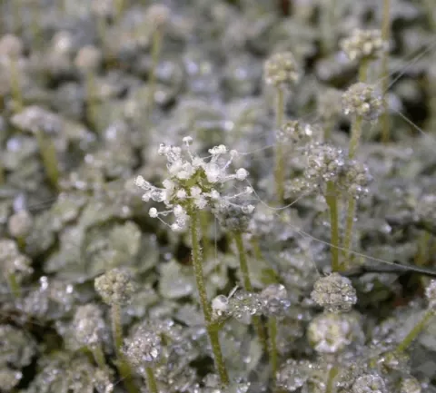 Acaena magellanica (glaucophylla)