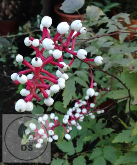 Actaea pachypoda 'Misty Blue'