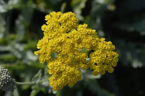 Achillea hybr. 'Moonshine'