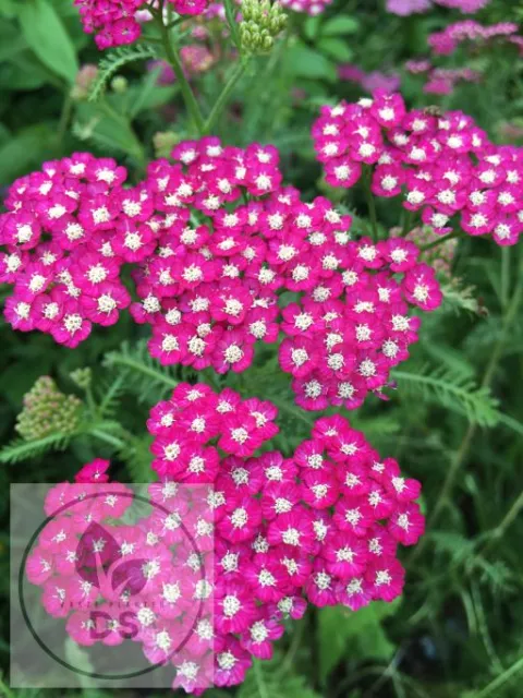Achillea millefolium 'New Vintage Violet'