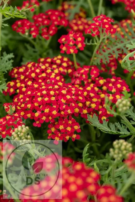 Achillea millefolium 'Paprika'