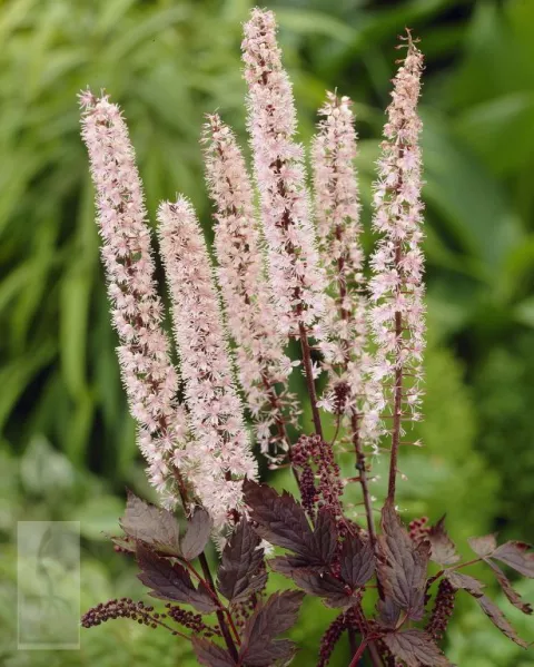 Actaea simplex 'Pink Spike'