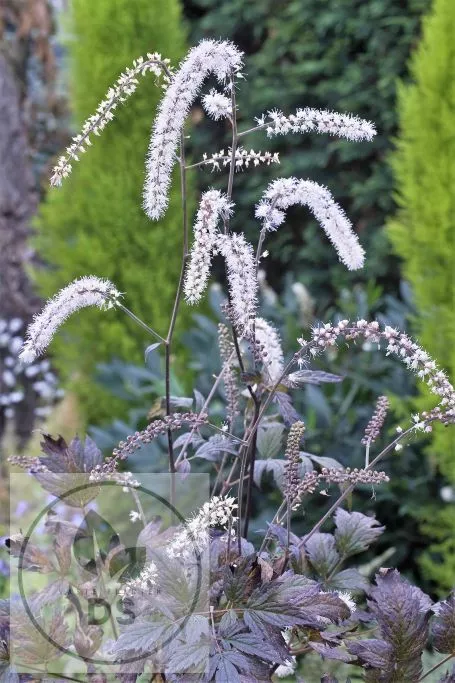 Actaea simplex 'Queen of Sheba'