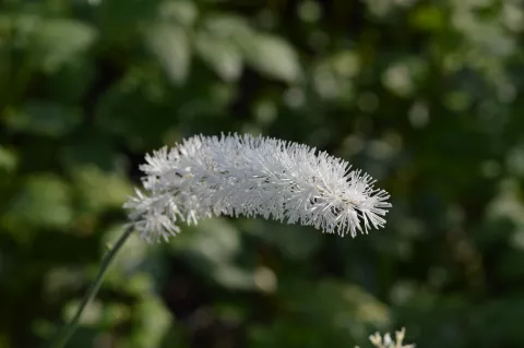 Actaea racemosa (Cimicifuga )