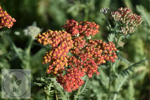 Achillea hybr. 'Safran'