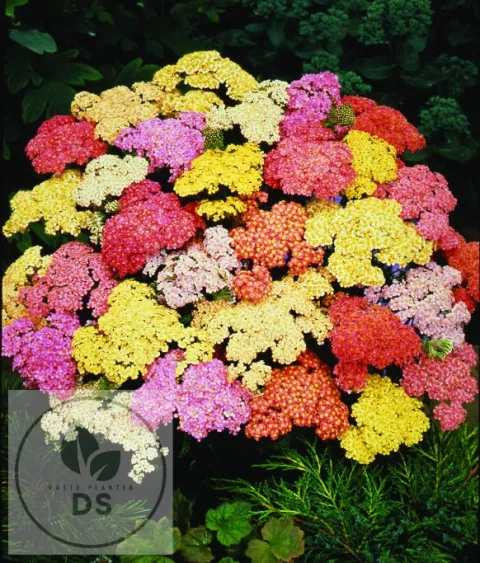 Achillea hybr. 'Summer Pastels'