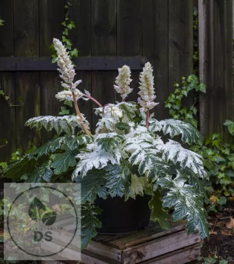 Acanthus mollis 'Tasmanian Angel'