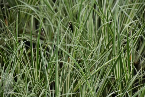 Acorus calamus 'Variegatus'