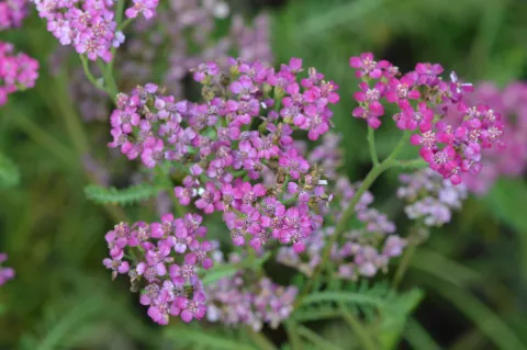 Achillea hybr. 'Velour'