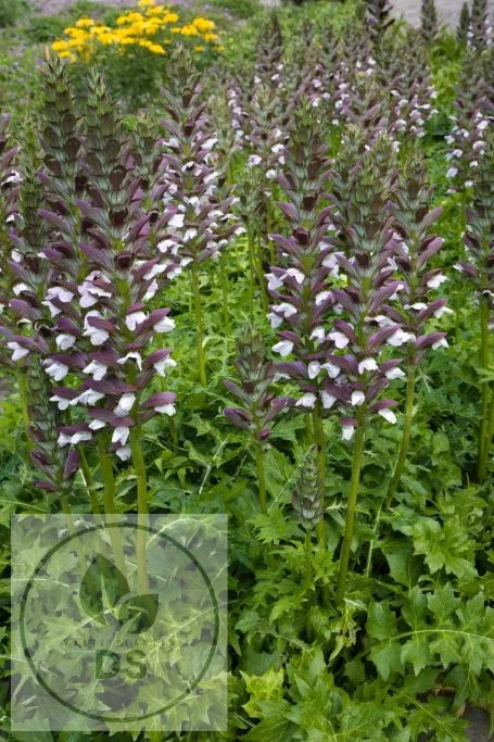 Acanthus hung. 'White Lips'