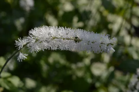 Actaea simplex 'White Pearl'