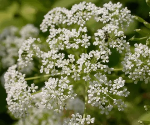 Aegopodium podagraria  'Variegatum'