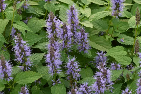 Agastache hybr. 'After Eight'