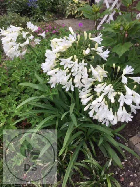 Agapanthus 'Arctic Star'