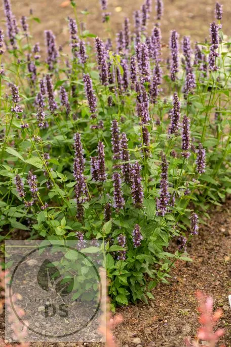 Agastache hybr. 'Black Adder'