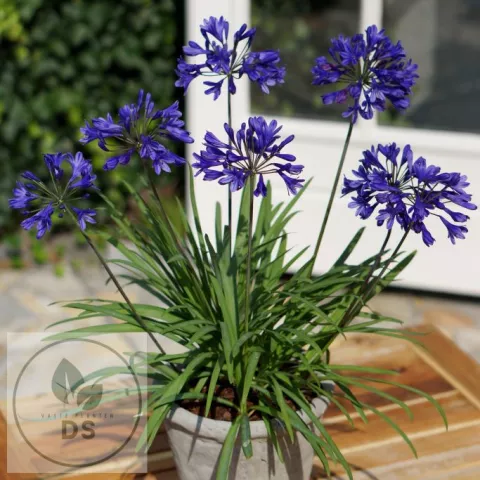 Agapanthus 'Brilliant Blue'