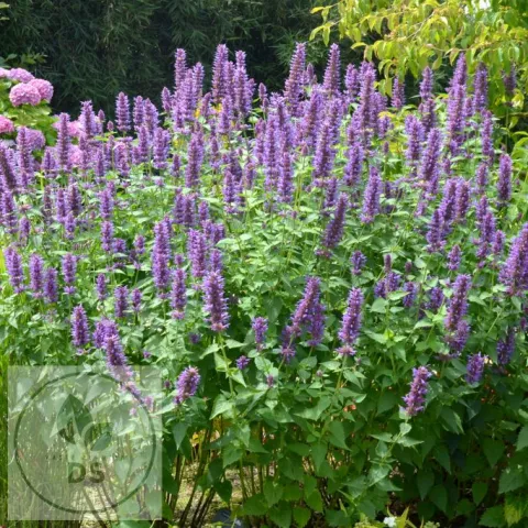 Agastache hybr. 'Blue Boa'
