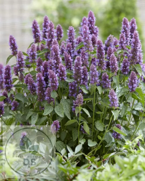 Agastache hybr. 'Beelicious Purple'