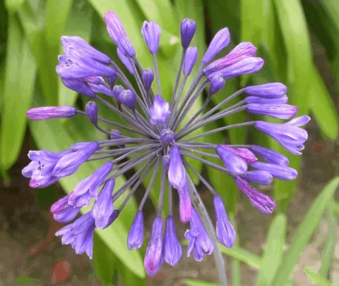 Agapanthus 'Blue Triumphator'