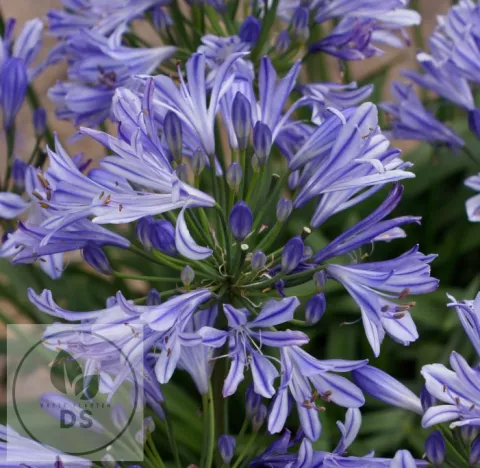 Agapanthus 'Charlotte'