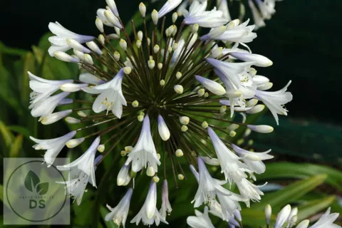 Agapanthus 'Enigma'