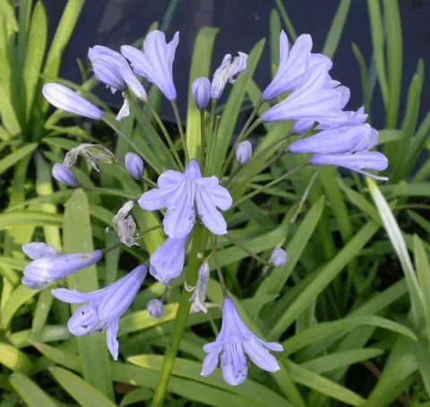 Agapanthus 'Headborne Hybr. Blue'