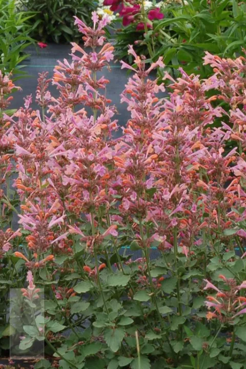 Agastache hybr. 'Kudos Ambrosia'