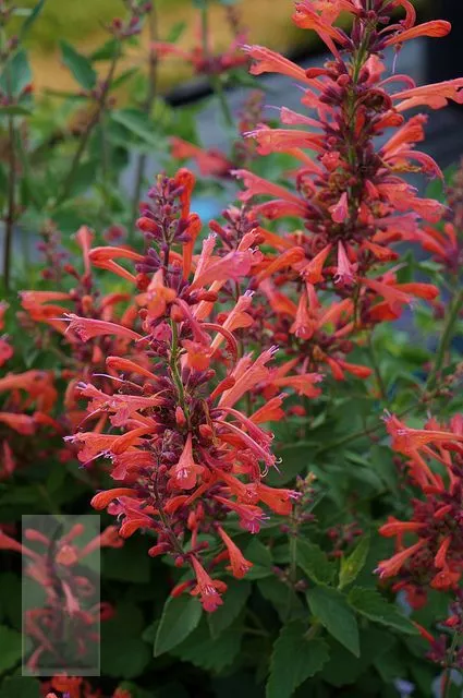 Agastache hybr. 'Kudos Coral'