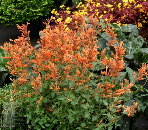 Agastache hybr. 'Kudos Mandarin'