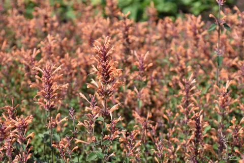 Agastache hybr. 'Kudos Mandarin'