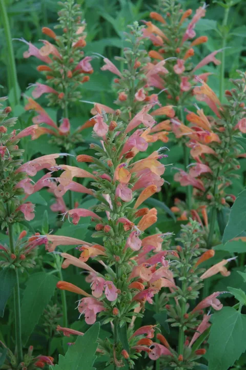 Agastache hybr. 'Kolibri'