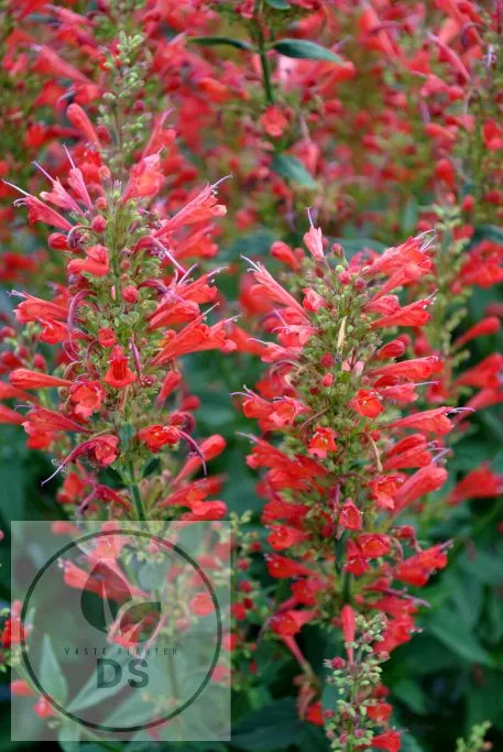 Agastache hybr. 'Kudos Red'