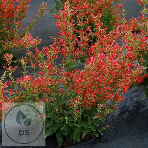 Agastache hybr. 'Kudos Red'