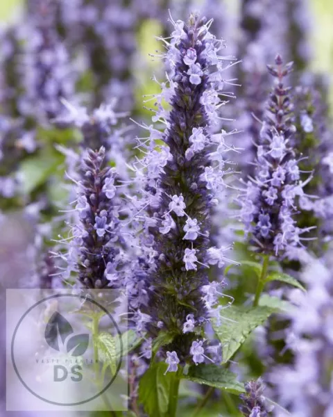 Agastache hybr. 'Little Adder'
