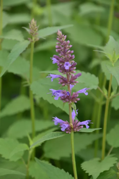 Agastache hybr. 'Purple Haze'