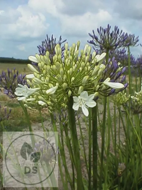 Agapanthus 'Polar Ice'