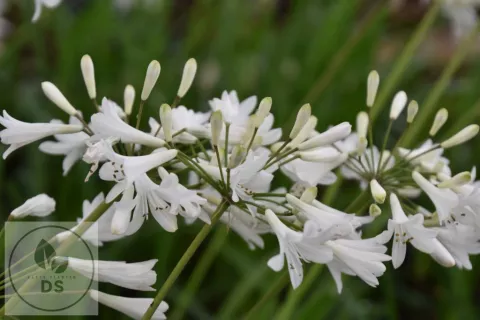 Agapanthus 'Polar Ice'