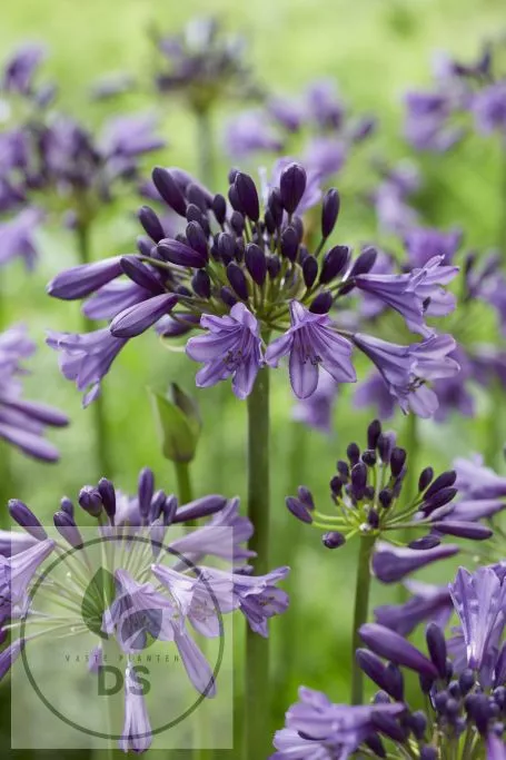 Agapanthus 'Poppin Purple'