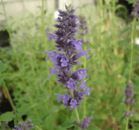 Agastache hybr. 'Serpentine'