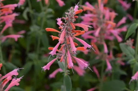 Agastache barberi 'Tangerine Dream'