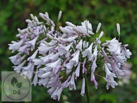 Agapanthus 'Windsor Grey'